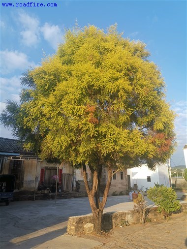 风景树